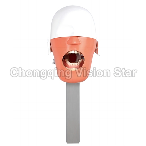 SJD-OC3 Dental Phantom Head