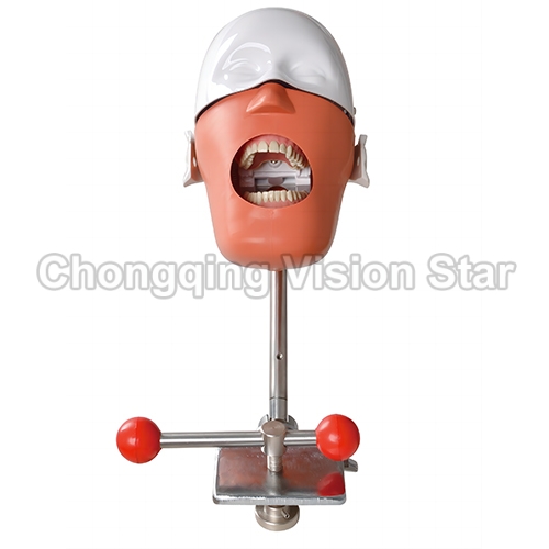 SJD-OC5 Dental Phantom Head
